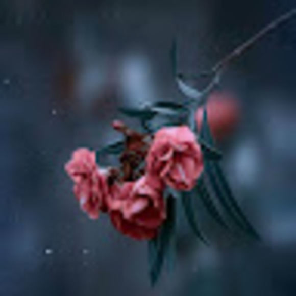 im_freya